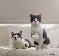 Кошачьи гифки