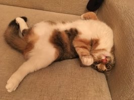 Бог мой, какие лапки))) Но цена за котенка этой прелести равна цене лошади    А у меня вот есть за 10 руб купленное счастье... И она тож мяукает, разговаривает, порой поет что-то... А главное - меня любит...