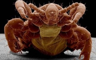 Автор, а с этими тварями ты каждый день встречаешься. 

Надеюсь при твоей болезненной фантазии с тобой ничего не случилось после просмотра этих двух фоток.