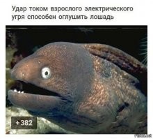 Да тут и сама мурена окуела