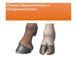 Ещё один мамкин зоолог. 
Когда  и кто лошадей отнес к парнокопытным?