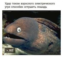 Зоолог мамкин...  Это когда же мурена превратилась в электрического угря? 
Мурены конечно входят  в отряд угреобразных, но вот с электричеством у неё беда. Если только батарейку на спину прицепить...