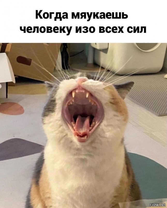Солянка от 15.10.2021