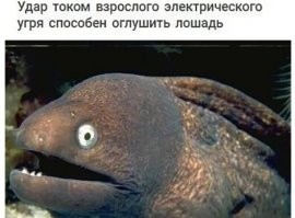 А хомячка превращает в шаровую молнию.