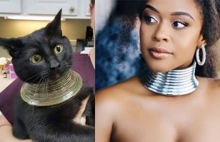 Просто модный кот)