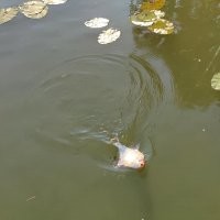 Мы ели вкусную уху :)