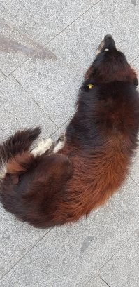 Там таких вокруг площади Султан Ахмет десятки. Здоровенные дворняги, абсолютно добродушные, все чипированы (в ушах у каждой сережка-чип). Прикольные, я даже их сфотографировал. Вот желтая электронная сережка-чип в ухе значит, что собака, хоть и бродячая, но здоровая и, думаю, что кастрирована (иначе их добродушие не объяснить). Власти за ними следят, они тоже в какой-то мере достопримечательность Стамбула. Когда в городе в этом году ударили заморозки, то власти выделили пледы для бродячих собак, чтобы они спали на них, а не на холодном камне. Самое смешное, что собаки спали на этих пледах, а бродячие кошки спали на собаках. Ну и местные рестораторы (а в туристическом центре ресторанов тысячи) и лавочники их подкармливают. Так, что вообщем-то в Стамбуле бродячие собаки особо не страдают.