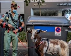 То есть, в "загранице" Панин переключился с собак. Штош...  это прогресс