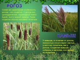 Одно из самых неожиданных применений рогоза