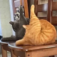 Коты депутата