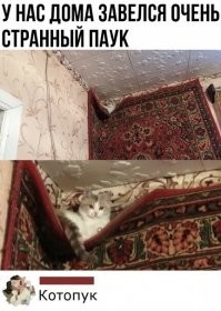 У вас кот поломался