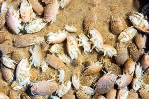 Это вот эти твари? Какая мерзость...