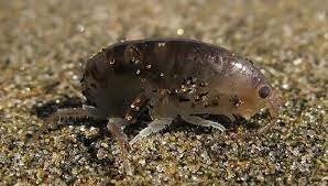 Это вот эти твари? Какая мерзость...