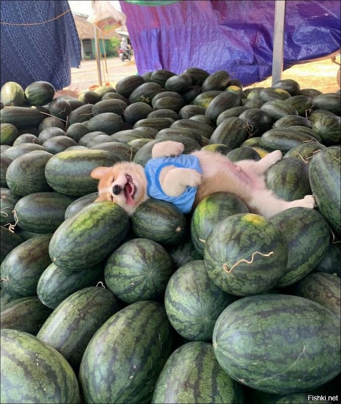 Счастье