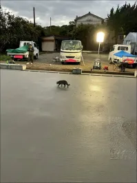 Вот же ж бл@дь такая:
 -,,Пойду, прогуляюсь,,)))