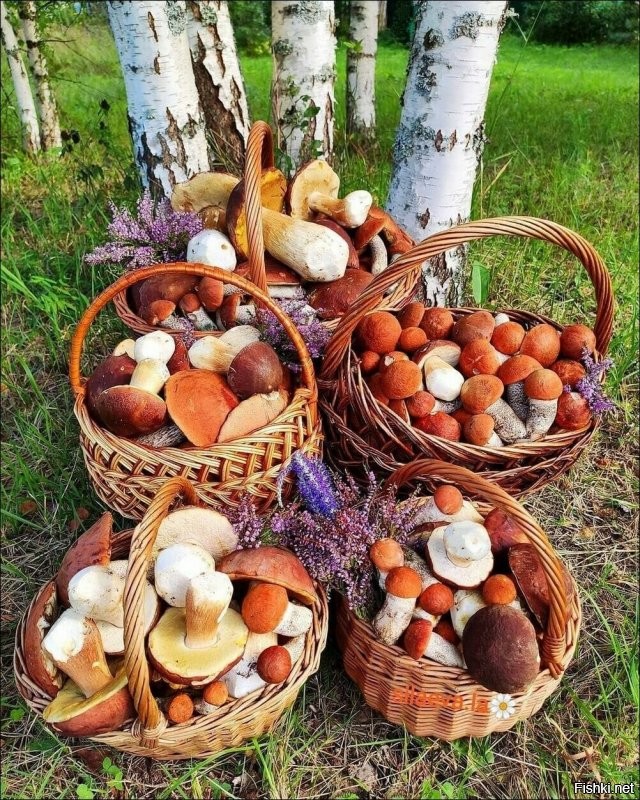 Солянка от 18.10.2021