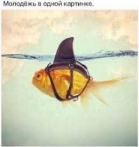 Понты дороже... здравого смысла