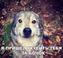 В центре Уфы горожане заметили праздно слоняющегося волка