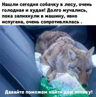 Он опять сбежал ?
