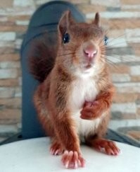 Всё вразнобой