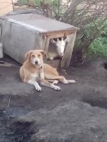 Ты смотри, козёл какой, а!...