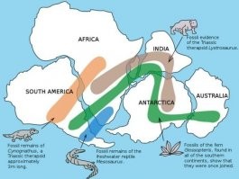 сначала нарисовали путь песца, который перешел с одного материка на другой, а потом доказывают что Пангея была, т.к. как схожие останки животных нашли на разных материках...