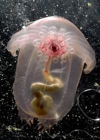 морское очко