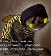 16 питомцев, чьи хозяева придумали им такие костюмы, что просто закачаешься