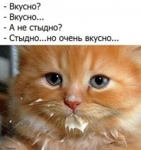 Кот, который очень любит сметану