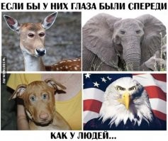 интересно,как выглядит человек с глазами по бокам головы?))))