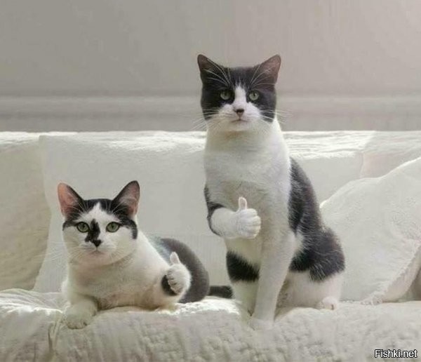 Коты одобряют!