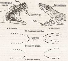 Ядовитый шланг. Смотрим под ноги, вероятно мы рядом с опасностью