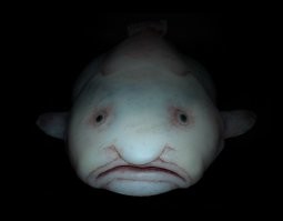 Вы не поверите, что они живые: 23 фантастические твари из морской пучины