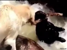 Собака тонет, другая собака её спасет, а автор непоколебимо снимает.... 
Вопрос: кто из них троих настоящая сука?