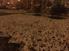 Здесь только одна собака