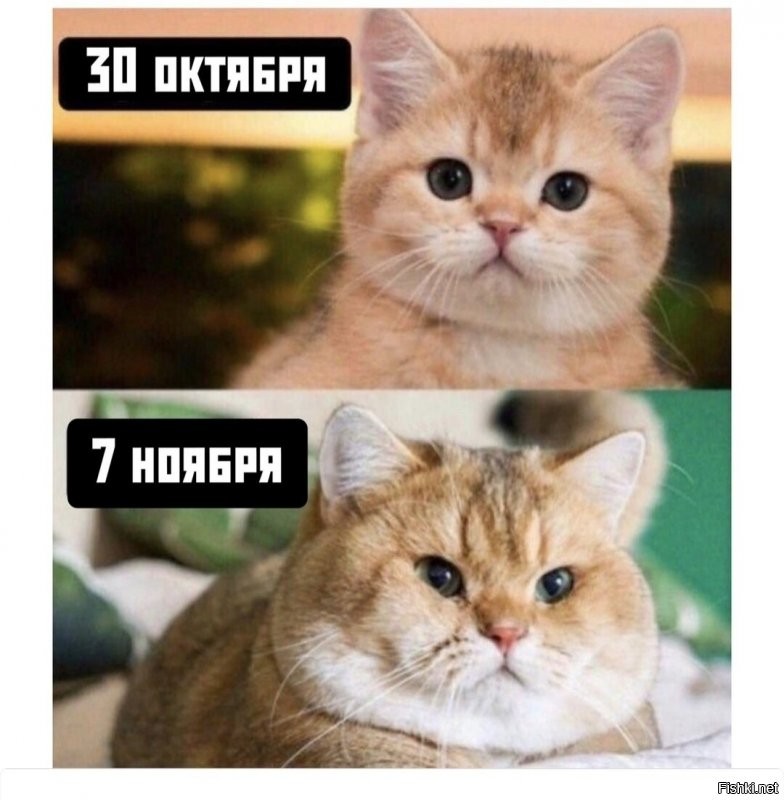 Солянка от 23.10.2021