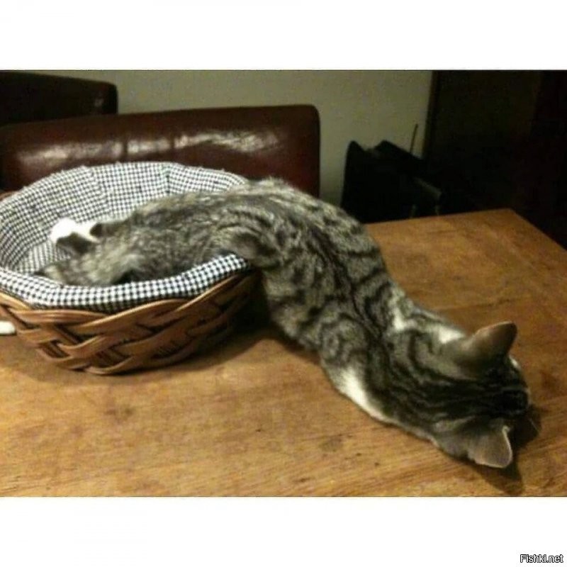 Привет ) Коты - это жидкость ... )
