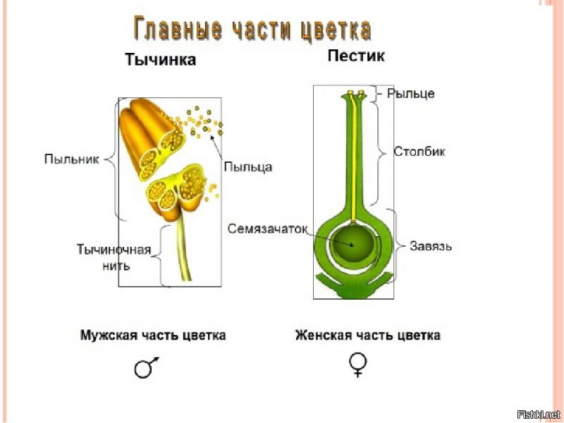 Изучай тему.