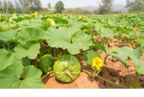 15 человек, которым попались редкости - одна на миллион