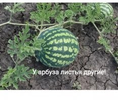 15 человек, которым попались редкости - одна на миллион