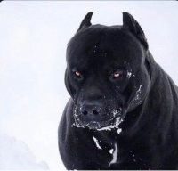 Насколько помню там немного другая порода собаки была