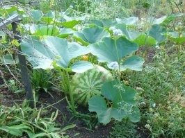 Арбузы растут на земле - это же ягода.