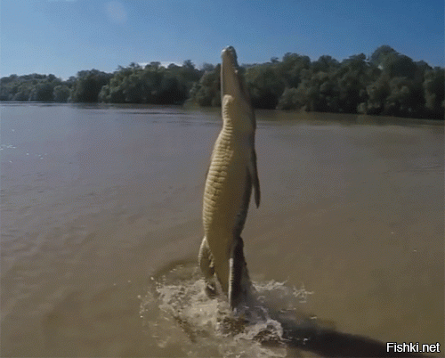 ваш крокодил ленивый, они умеют гораздо выше чем даже этот: