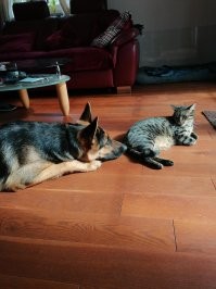 Мои греются на солнышке.