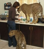 И "А ну брысь отседова!" сказать боязно...