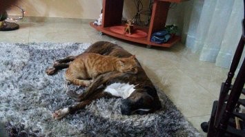 Бонифаций и рыжий-неразлучные друзья.