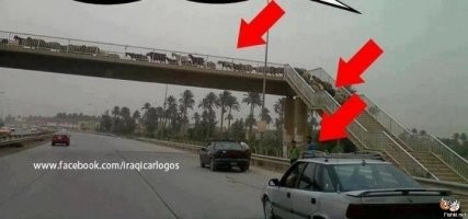 Сообразительная пастушья собака выводит овец на прогулку
