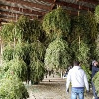 4 куста говоришь...