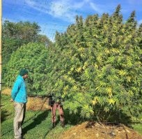 Это смотря какие кусты)))