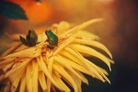 К Дюймовочке подкатывает?..